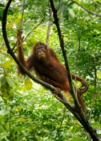 Orangutan bornejsky - Pongo pygmaeus - Bornean Orangutan o7627